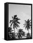 Palms in Grey-Design Fabrikken-Framed Stretched Canvas