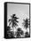 Palms in Grey-Design Fabrikken-Framed Stretched Canvas
