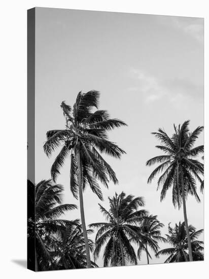 Palms in Grey-Design Fabrikken-Stretched Canvas