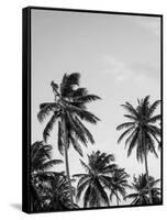 Palms in Grey-Design Fabrikken-Framed Stretched Canvas