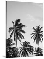 Palms in Grey-Design Fabrikken-Stretched Canvas