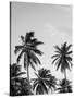 Palms in Grey-Design Fabrikken-Stretched Canvas