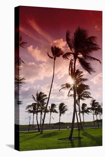 Palms in the Backlight in the Early Morning, Lummus Park, Miami South Beach-Axel Schmies-Stretched Canvas