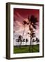 Palms in the Backlight in the Early Morning, Lummus Park, Miami South Beach-Axel Schmies-Framed Photographic Print