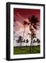 Palms in the Backlight in the Early Morning, Lummus Park, Miami South Beach-Axel Schmies-Framed Photographic Print