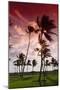 Palms in the Backlight in the Early Morning, Lummus Park, Miami South Beach-Axel Schmies-Mounted Photographic Print