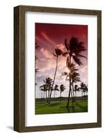 Palms in the Backlight in the Early Morning, Lummus Park, Miami South Beach-Axel Schmies-Framed Photographic Print