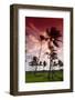 Palms in the Backlight in the Early Morning, Lummus Park, Miami South Beach-Axel Schmies-Framed Photographic Print