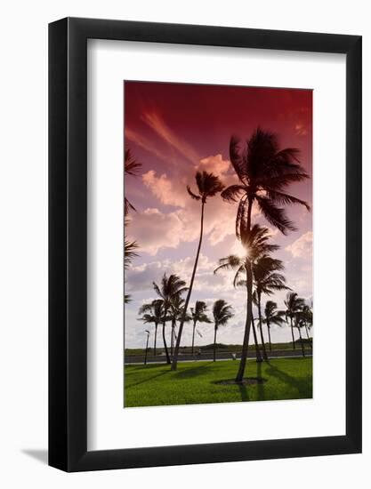 Palms in the Backlight in the Early Morning, Lummus Park, Miami South Beach-Axel Schmies-Framed Photographic Print