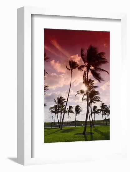 Palms in the Backlight in the Early Morning, Lummus Park, Miami South Beach-Axel Schmies-Framed Photographic Print