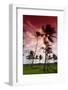 Palms in the Backlight in the Early Morning, Lummus Park, Miami South Beach-Axel Schmies-Framed Photographic Print