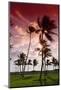 Palms in the Backlight in the Early Morning, Lummus Park, Miami South Beach-Axel Schmies-Mounted Photographic Print