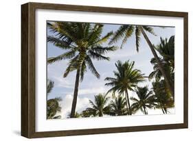 Palms in the Backlight in the Early Morning, Lummus Park, Miami South Beach-Axel Schmies-Framed Photographic Print