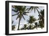 Palms in the Backlight in the Early Morning, Lummus Park, Miami South Beach-Axel Schmies-Framed Photographic Print