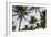 Palms in the Backlight in the Early Morning, Lummus Park, Miami South Beach-Axel Schmies-Framed Photographic Print