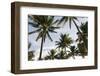 Palms in the Backlight in the Early Morning, Lummus Park, Miami South Beach-Axel Schmies-Framed Photographic Print