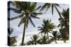 Palms in the Backlight in the Early Morning, Lummus Park, Miami South Beach-Axel Schmies-Stretched Canvas