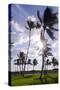 Palms in the Backlight in the Early Morning, Lummus Park, Miami South Beach-Axel Schmies-Stretched Canvas