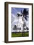 Palms in the Backlight in the Early Morning, Lummus Park, Miami South Beach-Axel Schmies-Framed Photographic Print