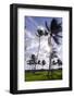 Palms in the Backlight in the Early Morning, Lummus Park, Miami South Beach-Axel Schmies-Framed Photographic Print