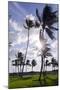 Palms in the Backlight in the Early Morning, Lummus Park, Miami South Beach-Axel Schmies-Mounted Photographic Print