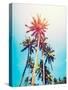 Palms in the Sun-Tai Prints-Stretched Canvas