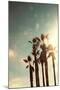 Palms in the Sun-Emily Navas-Mounted Art Print