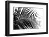 Palms, no. 10-Jamie Kingham-Framed Giclee Print