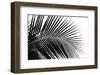 Palms, no. 10-Jamie Kingham-Framed Giclee Print