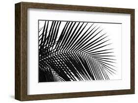 Palms, no. 10-Jamie Kingham-Framed Giclee Print