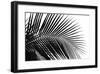 Palms, no. 10-Jamie Kingham-Framed Giclee Print