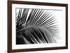 Palms, no. 10-Jamie Kingham-Framed Giclee Print