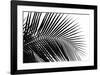 Palms, no. 10-Jamie Kingham-Framed Giclee Print