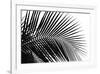 Palms, no. 10-Jamie Kingham-Framed Giclee Print