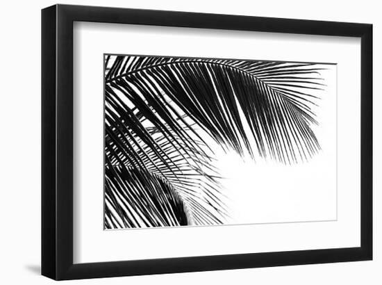 Palms, no. 11-Jamie Kingham-Framed Giclee Print