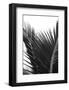 Palms, no. 12-Jamie Kingham-Framed Giclee Print