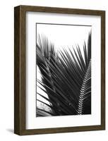 Palms, no. 12-Jamie Kingham-Framed Giclee Print