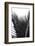 Palms, no. 12-Jamie Kingham-Framed Giclee Print