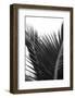 Palms, no. 12-Jamie Kingham-Framed Giclee Print