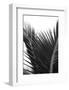 Palms, no. 12-Jamie Kingham-Framed Giclee Print