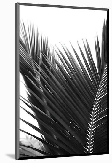 Palms, no. 12-Jamie Kingham-Mounted Giclee Print