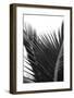 Palms, no. 12-Jamie Kingham-Framed Giclee Print