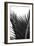 Palms, no. 12-Jamie Kingham-Framed Giclee Print