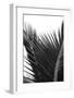 Palms, no. 12-Jamie Kingham-Framed Giclee Print