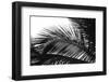 Palms, no. 13-Jamie Kingham-Framed Giclee Print