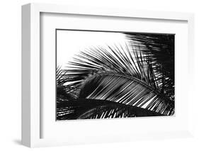 Palms, no. 13-Jamie Kingham-Framed Giclee Print