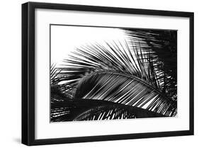 Palms, no. 13-Jamie Kingham-Framed Giclee Print