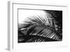 Palms, no. 13-Jamie Kingham-Framed Giclee Print