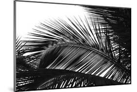 Palms, no. 13-Jamie Kingham-Mounted Giclee Print