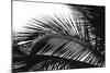 Palms, no. 13-Jamie Kingham-Mounted Giclee Print